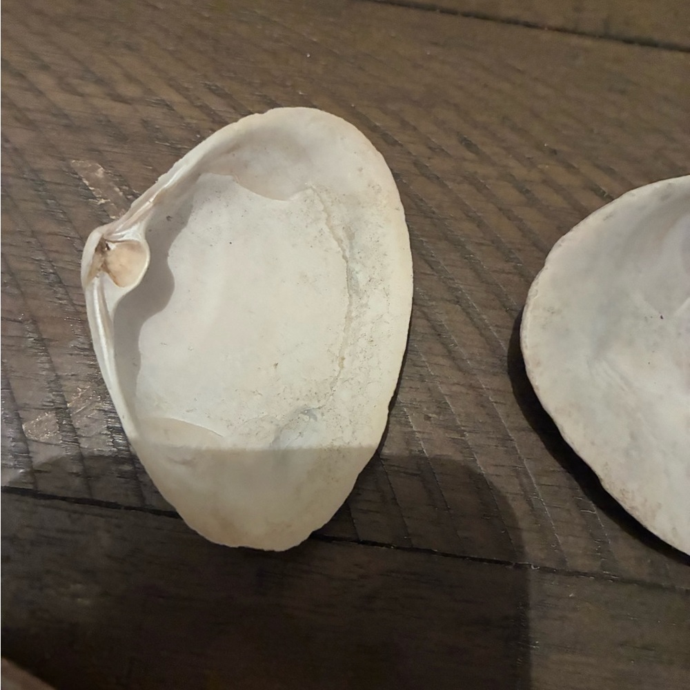 Assorted Seashell Collection - Picture 16 of 16